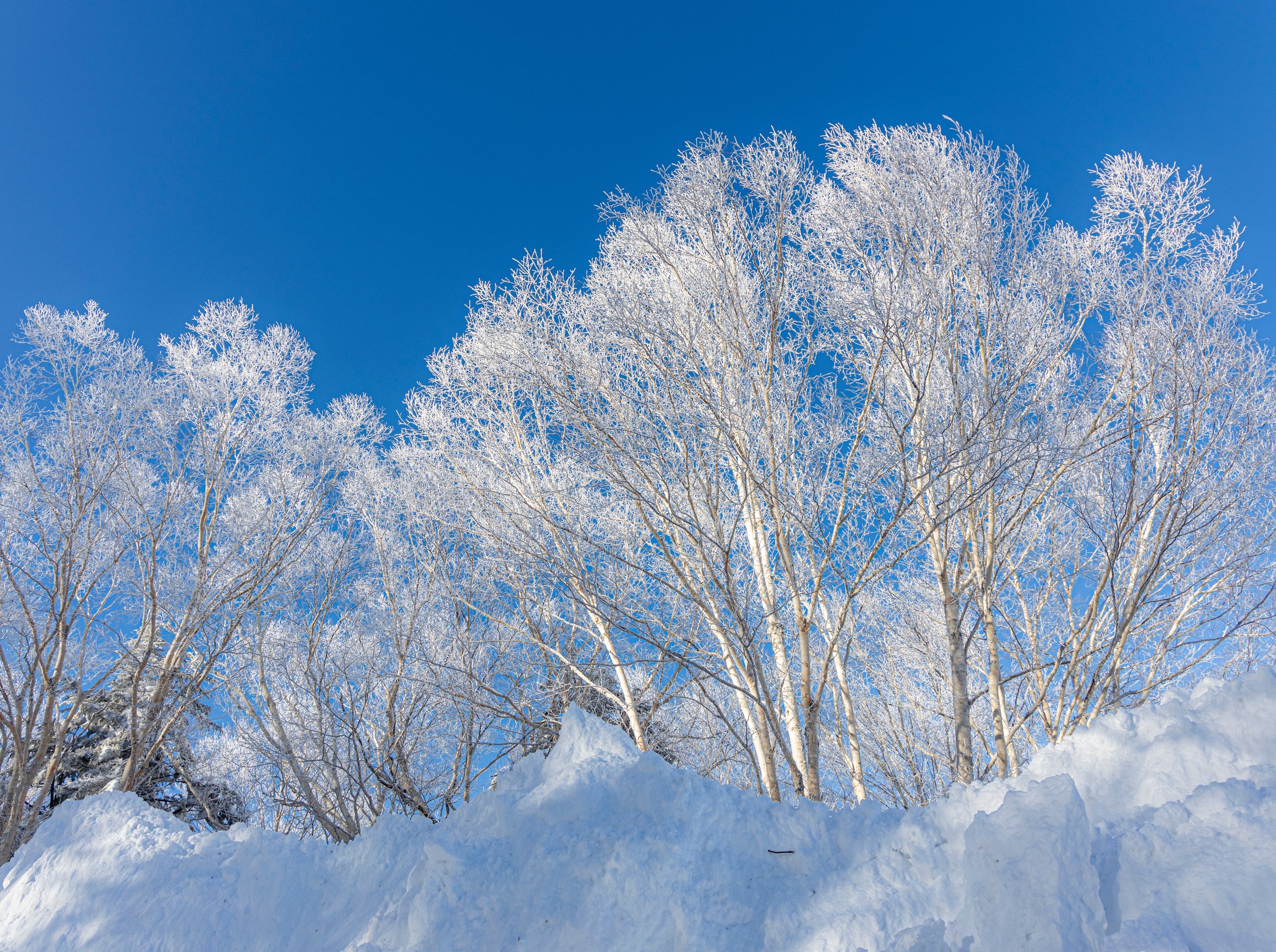 �[�H�̕i�����Ȃ߂̒�H�ŃX�L�[�ɏW���I���[�Y�i�u���ɃX�L�[���y���݂������Ɂ�