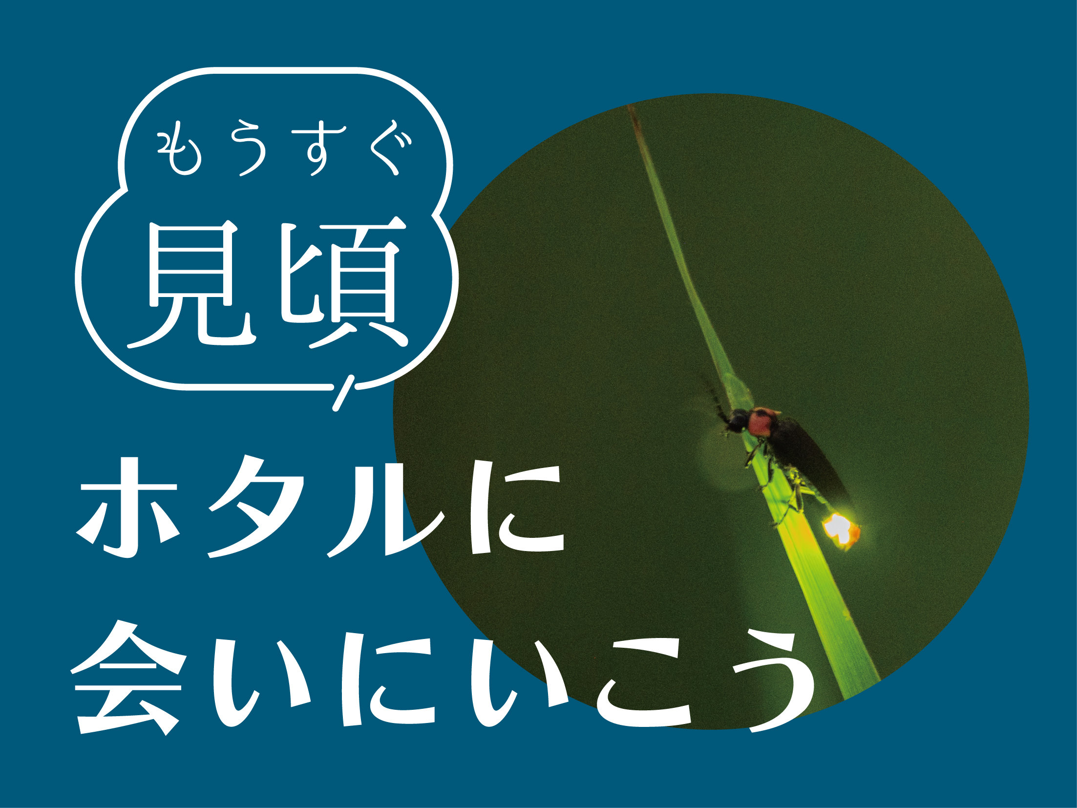 �����n��̃z�^���́A5�����{�ȍ~�ŏ�����ɉ����ĉ����̒n�悩��o�n�߂܂��B