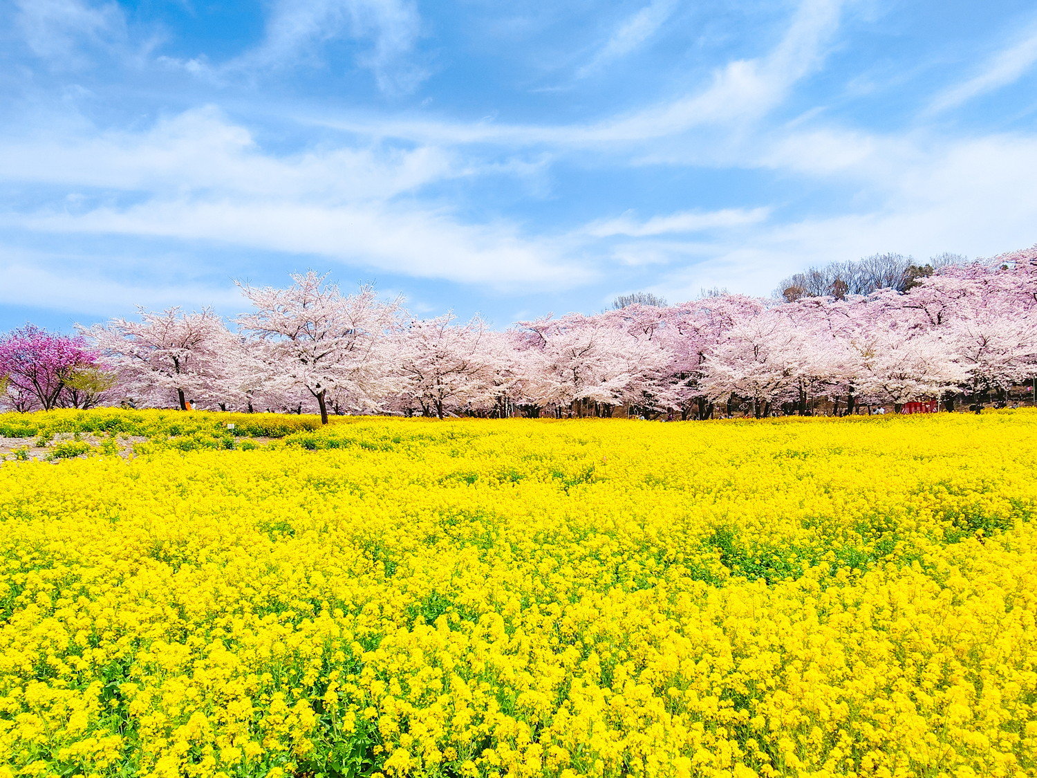 �Q�n�����\����t�̐�i�A�O���s�̐ԏ��ʐ�{��