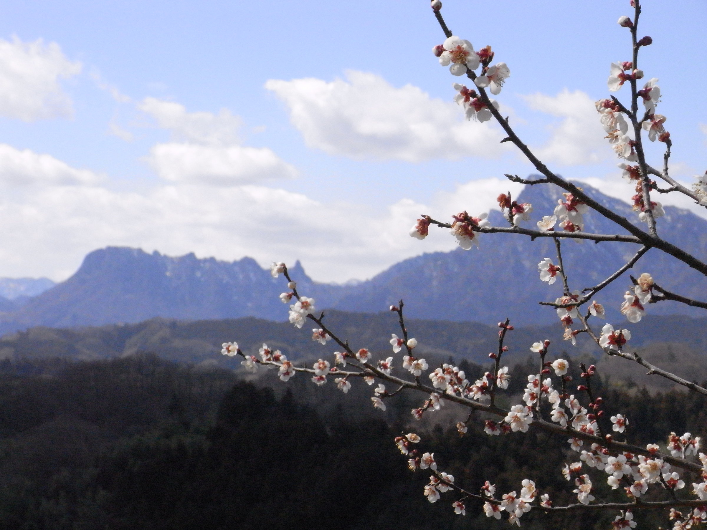 ����܎O��~�т̂ЂƂu�H�Ԕ~�сv�B�J�Ԏ����͂������ʂɍg���~���炫�ւ�A�t�̍���ɕ�܂�܂��B