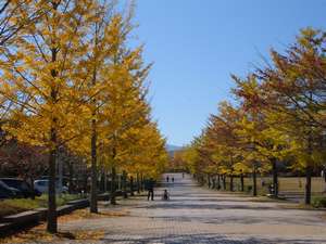 �y�H�z11����{���I�����~���[�Y�p�[�N�̂����傤����