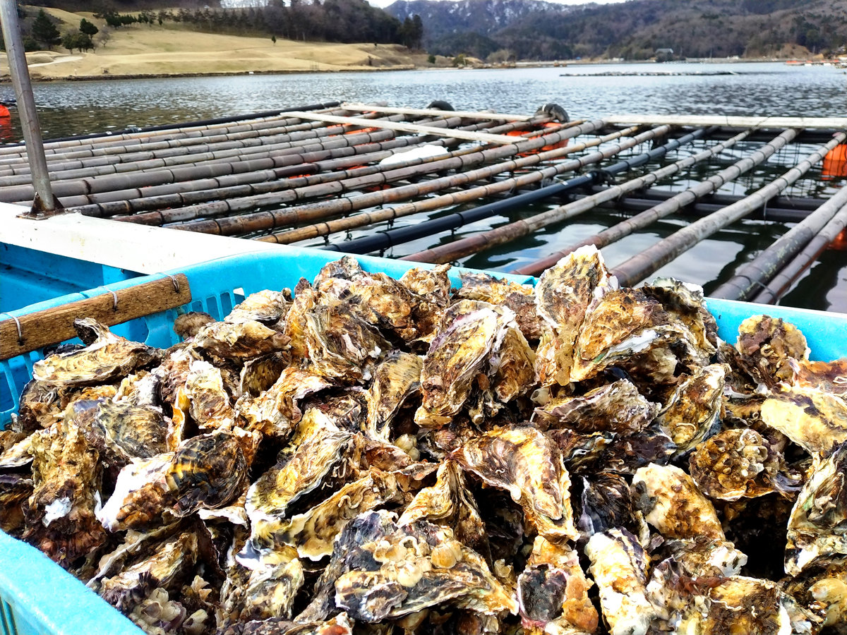 ٕۗL̗{B5lꂽgAlꂽĐVNJL𐥔񂲏ܖI