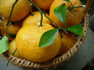 �Ƃ��Ă����������ÉĂł��􂨓y�Y�ɂ����Ă��Ăˁ`