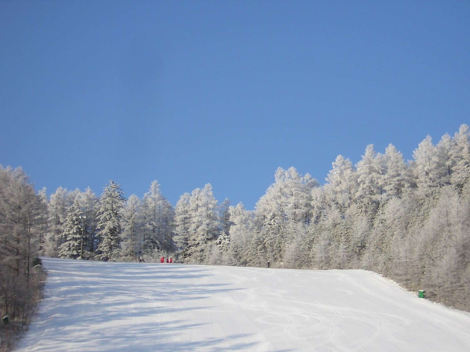 �Q�����f����̃J���}�c�Ɏ��X���B���̌����󂯂ċP���Ă��܂��B