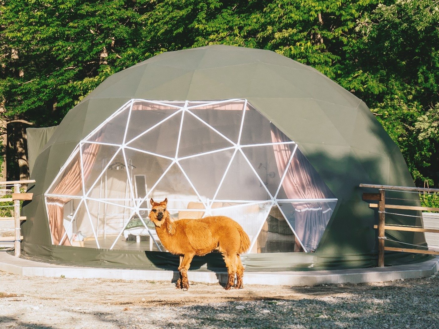 ���{���I�A���p�J�q��̒��̃O�����s���O�I