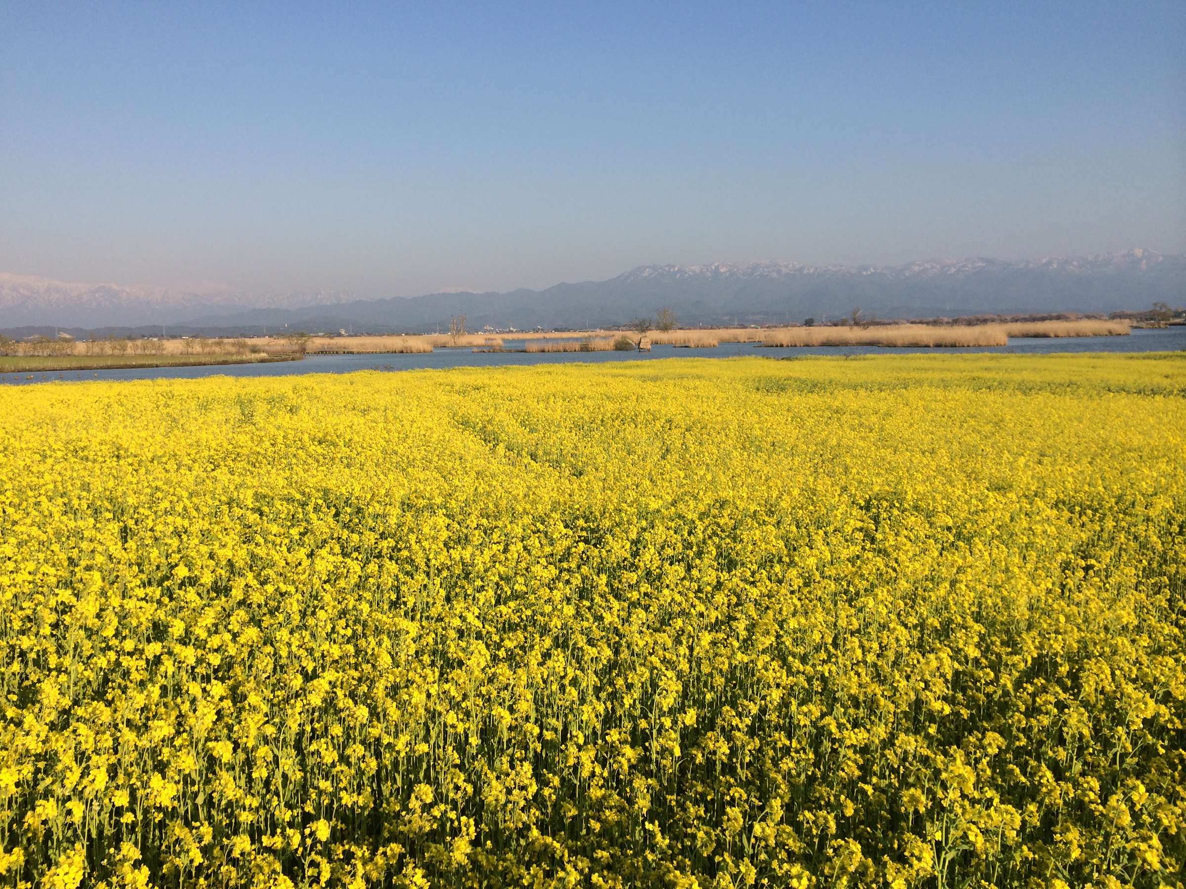 �t�̕������@�؂̉Ԃ���������ł��B���ق��ԂŖ�10���ł��B4�����{�`5�����{�܂�