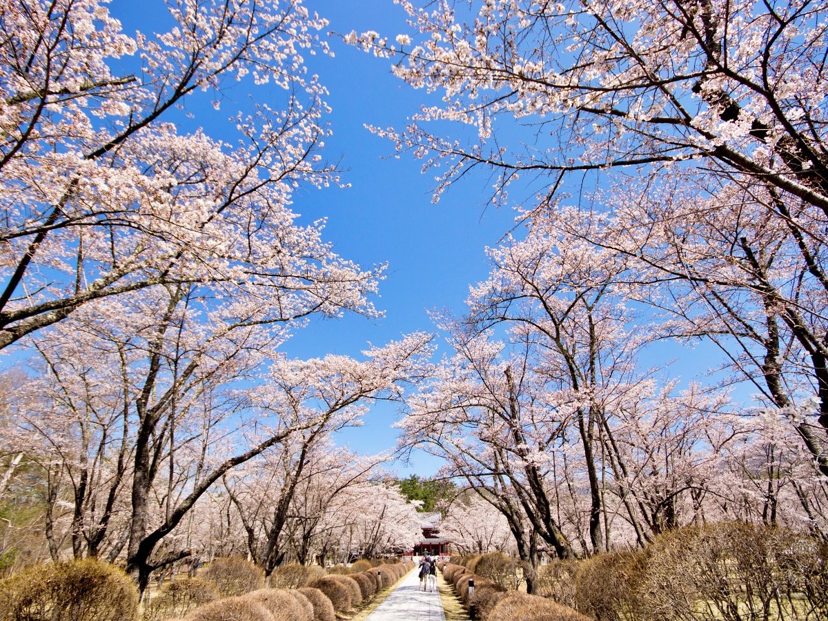 ���ȎR�������̍�