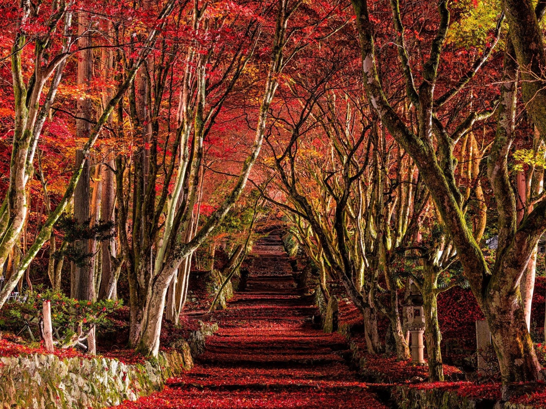 鶏足寺の紅葉