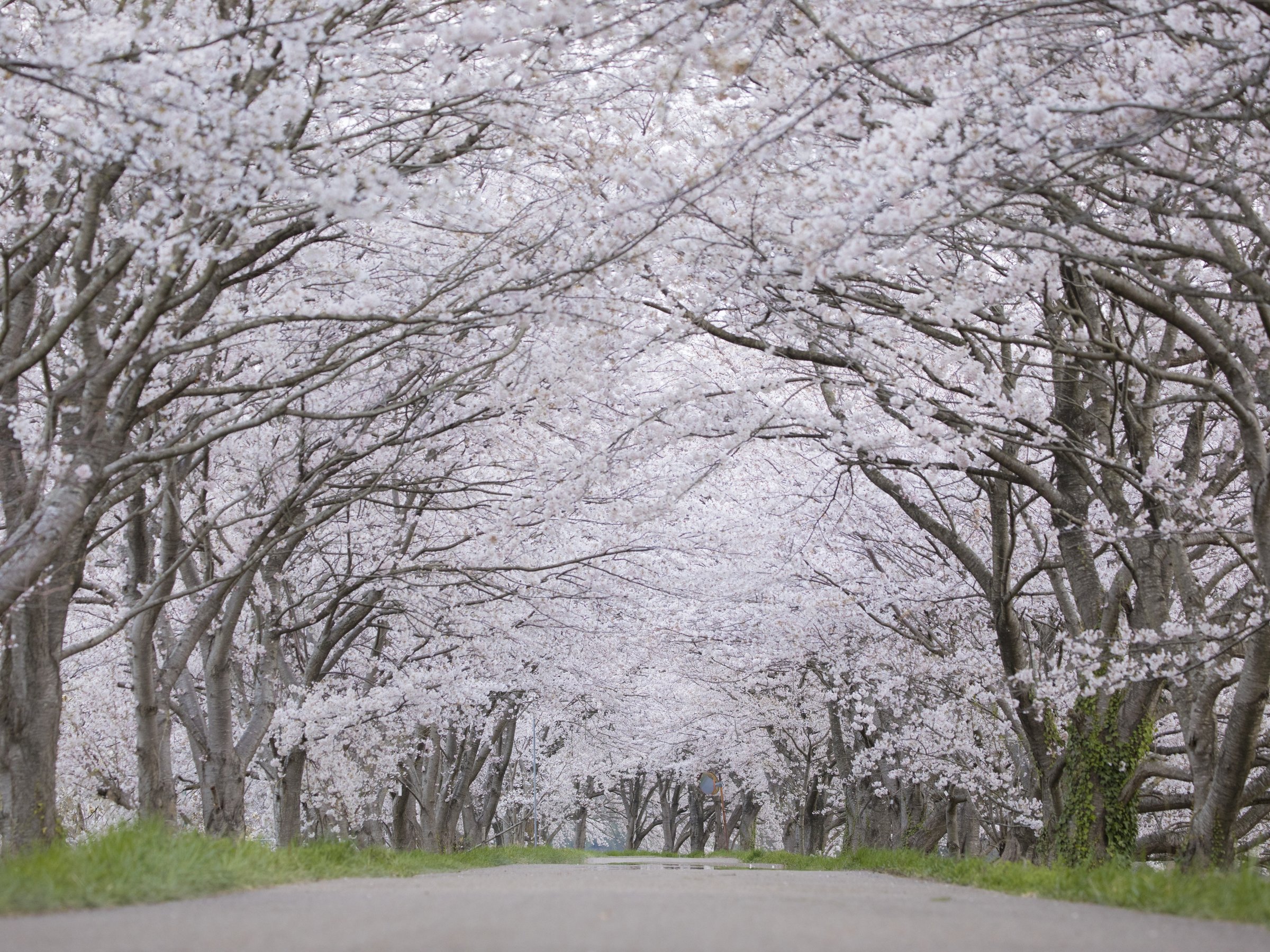 ������̍�����