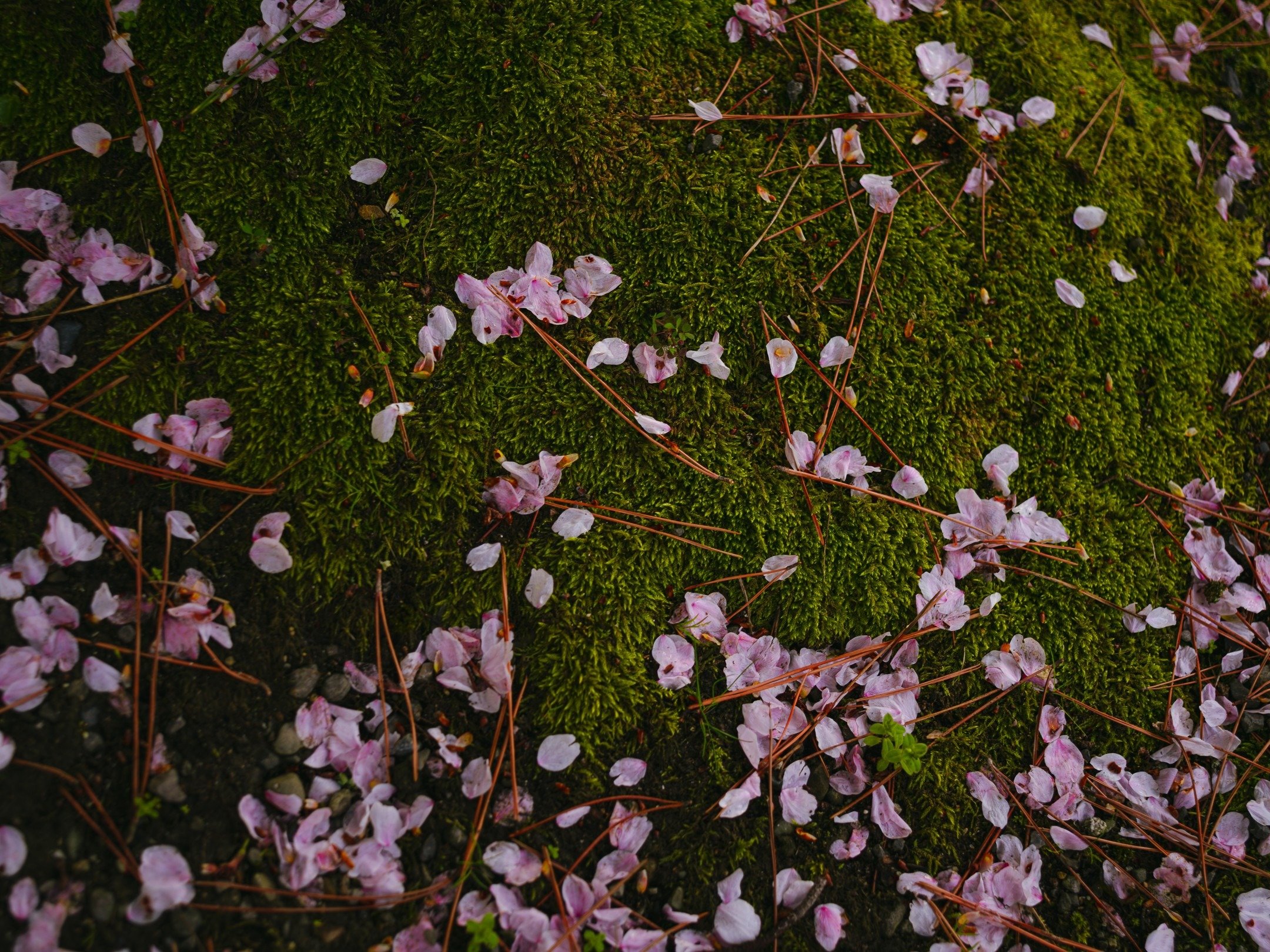 ���J�R�̍��A