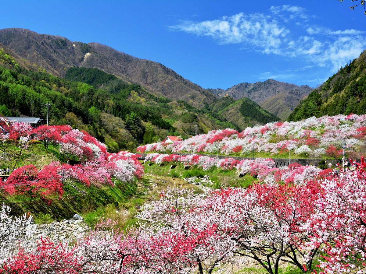 �y4�����{����z�ԓ��̗��S�i