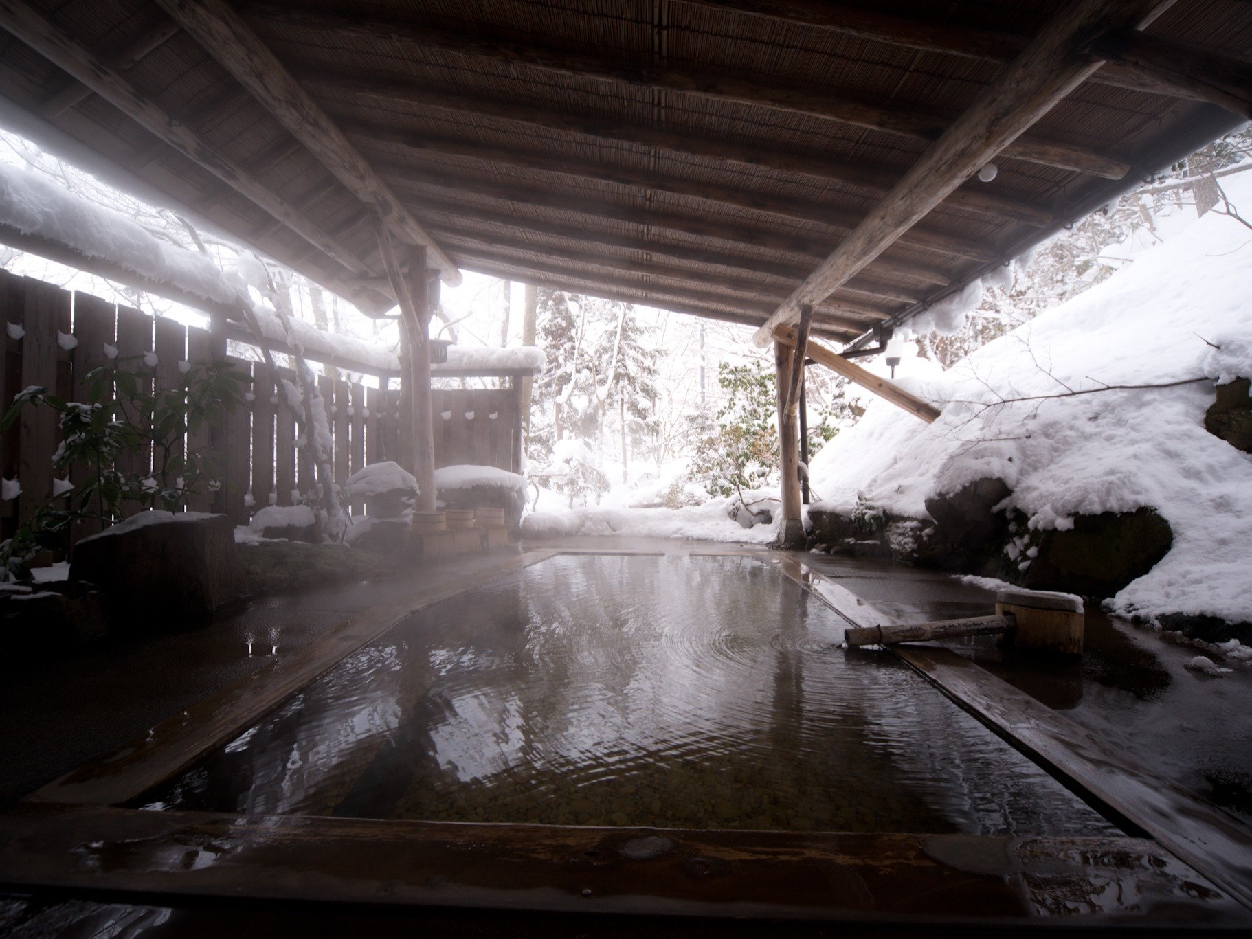 �ݐؒ뉀�I�V���C�u�ꗢ�̓��v�i�~�i�F�j