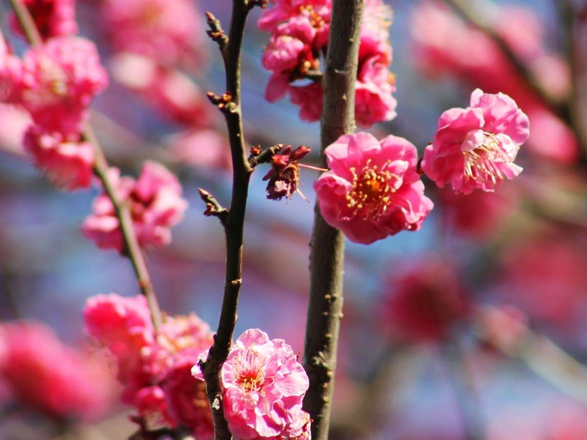 ���l��؂̒뉀���ꌎ�ɂ͔~���炫�͂��߂܂��I