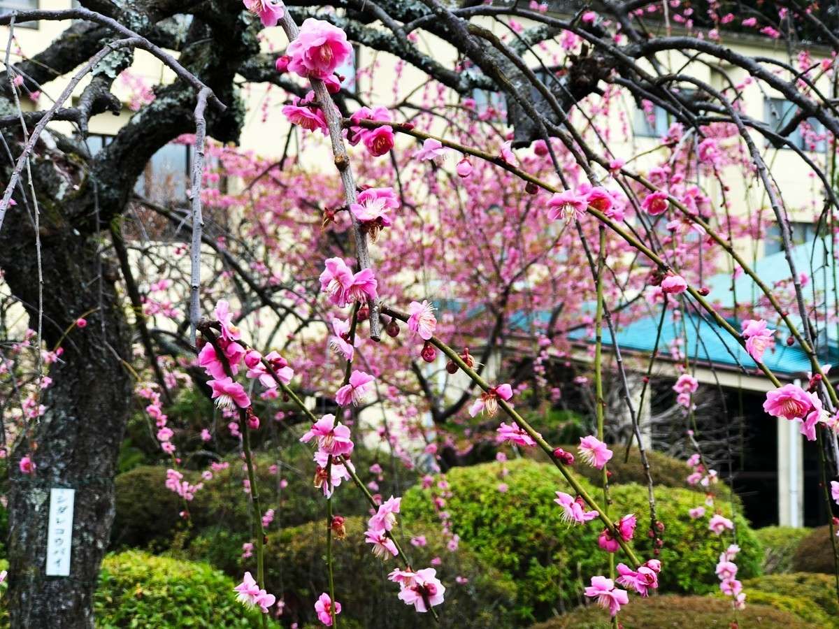 ���l��؂̒뉀���}����g�~