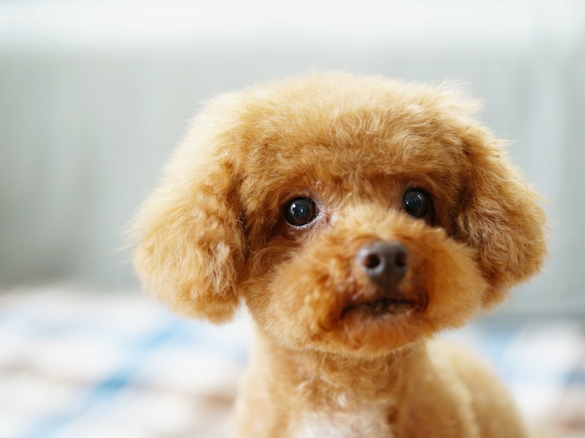 愛犬と一緒にホテルライフを♪