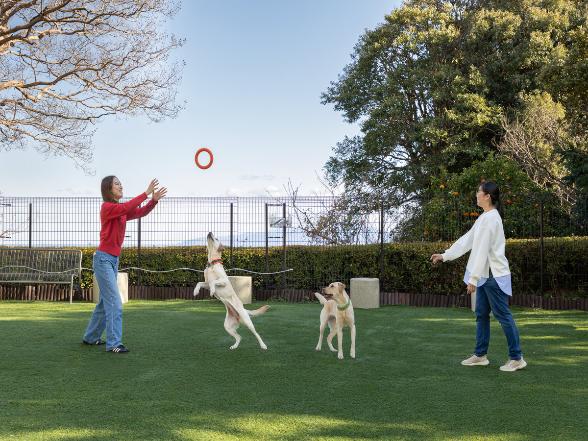 �ydog park�z�I�[�V�����r���[�̐l�H�Ńh�b�O����