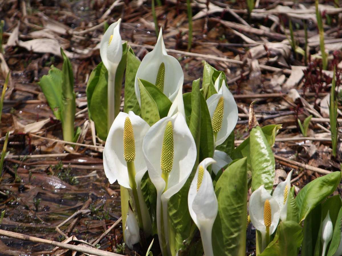 ��ǂ��Ƌ��ɏt��m�点��~�Y�o�V���E�B