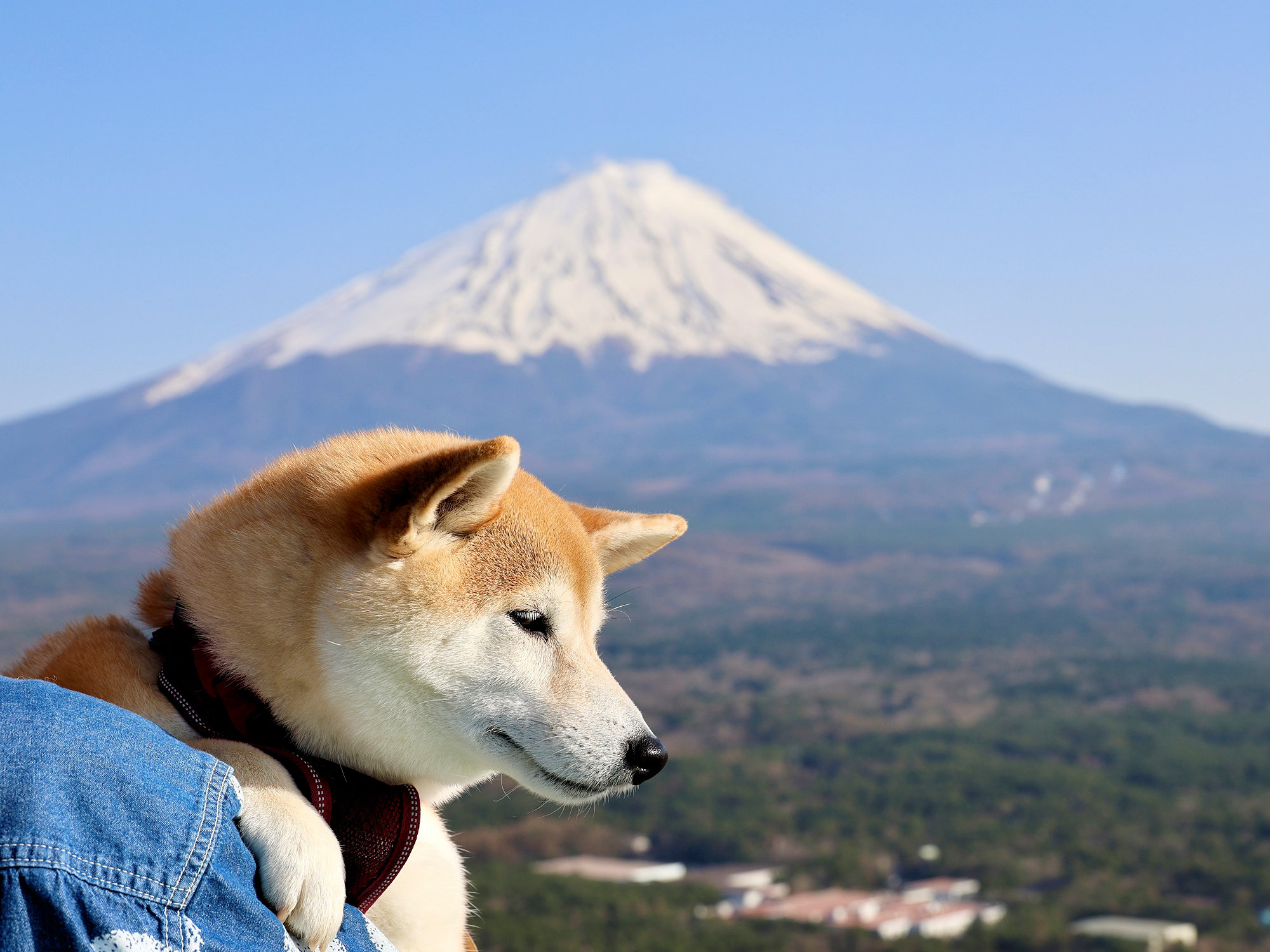 ���~�̃������͎R���ց��u�h��������5500�~�����v�����ȓ~�����ƃ��������ɂ����������T�t���^1��2�H