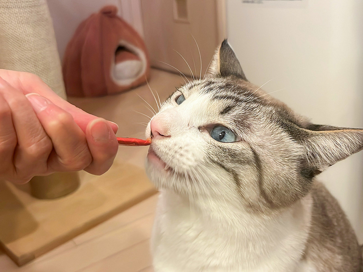 #�䂪�Ƃ̔L����