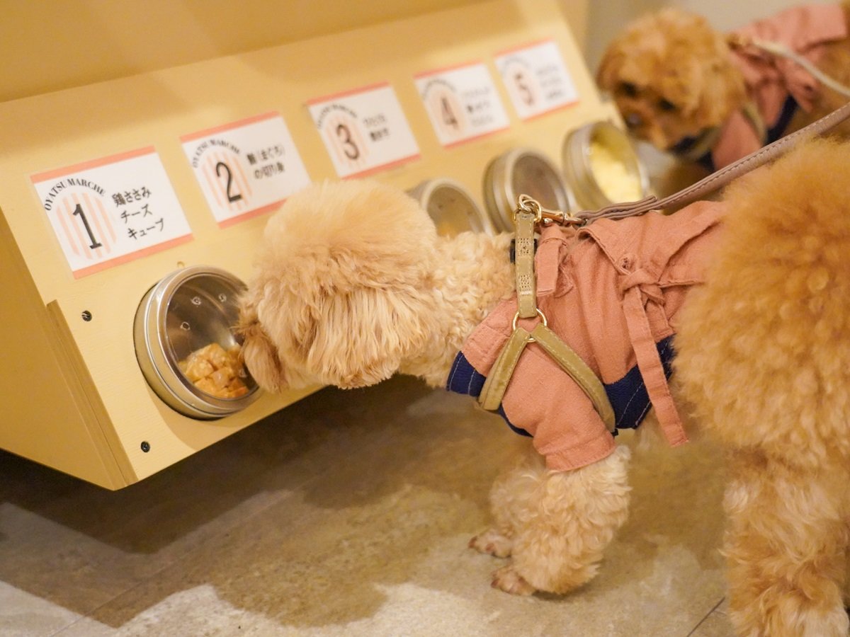 �y������S���z�E�F���J������ŃG�l���M�[�`���[�W