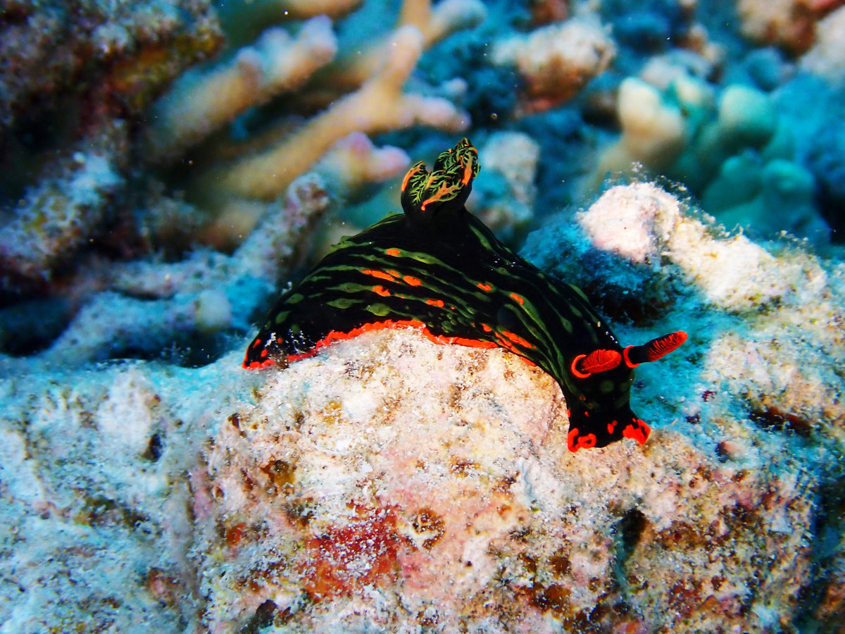 �y�_�C�r���O�z �E�~�E�V�ɂ��o��܂���