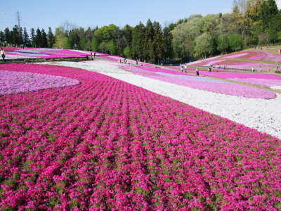 �y����z�r�R�����E�ō��@��Web�@Guide�������