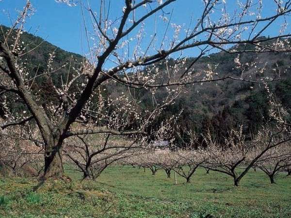 �O���܌΂̔~���B�����~�̉Ԃ́A�d���ł����