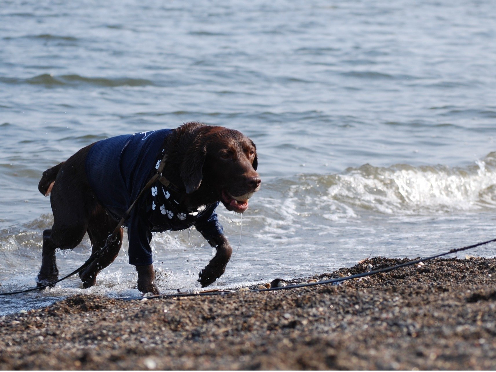 ���i�΂ň����ƌΐ�����