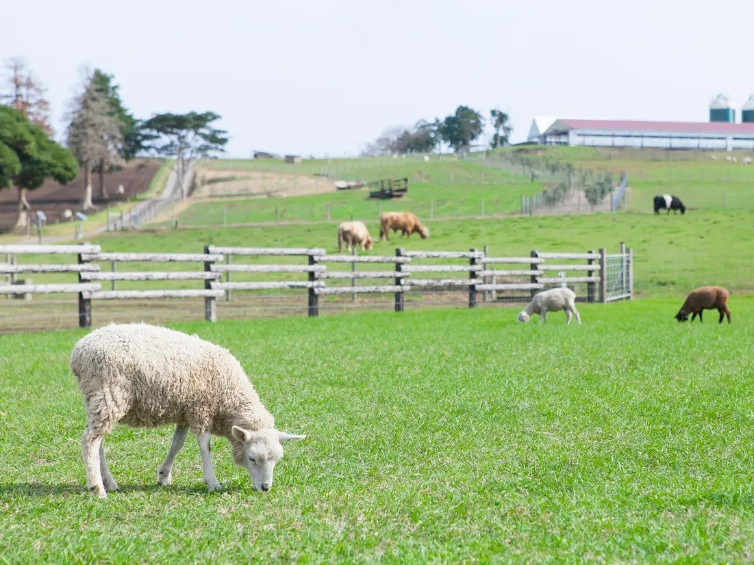 �}�U�[�q��