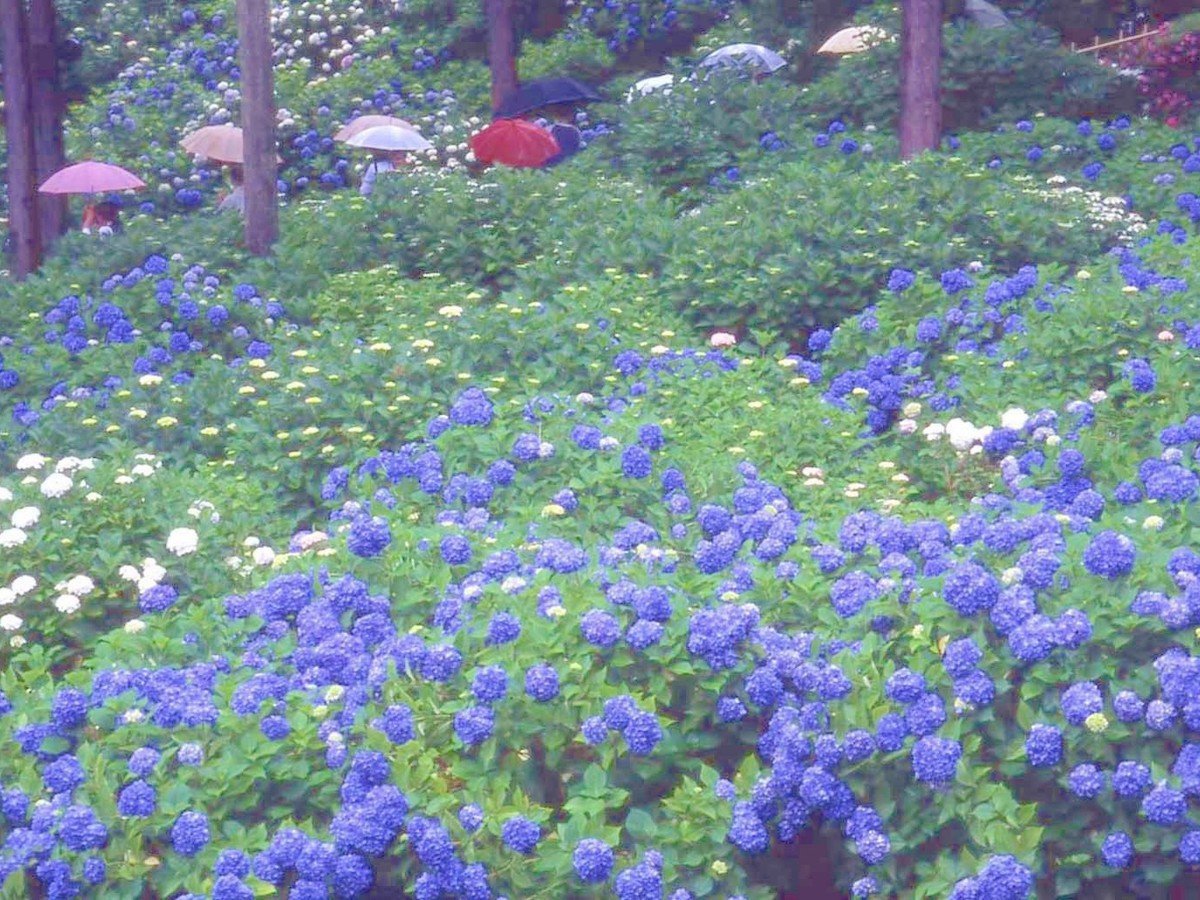 iOˎjʏ́uvƂĂ΂AsC`̖B摜̓C[W