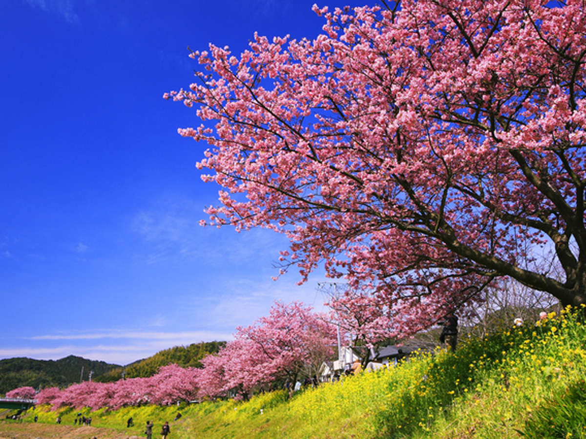 2�����{����͈ɓ��̍��V�[�Y���i�͒Í��j