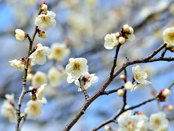 �y�H�Ԕ~�сz��50ha�̍L��ȋu�˂ɖ�35,000�{�̍g���~���炫�ւ�~�тł��B������͗�N3�����B