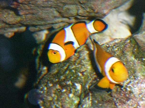 �J�����ڐ��́u�j���v�ł��B�@�C���������悤�Ńy�A�ɂȂ�܂����B