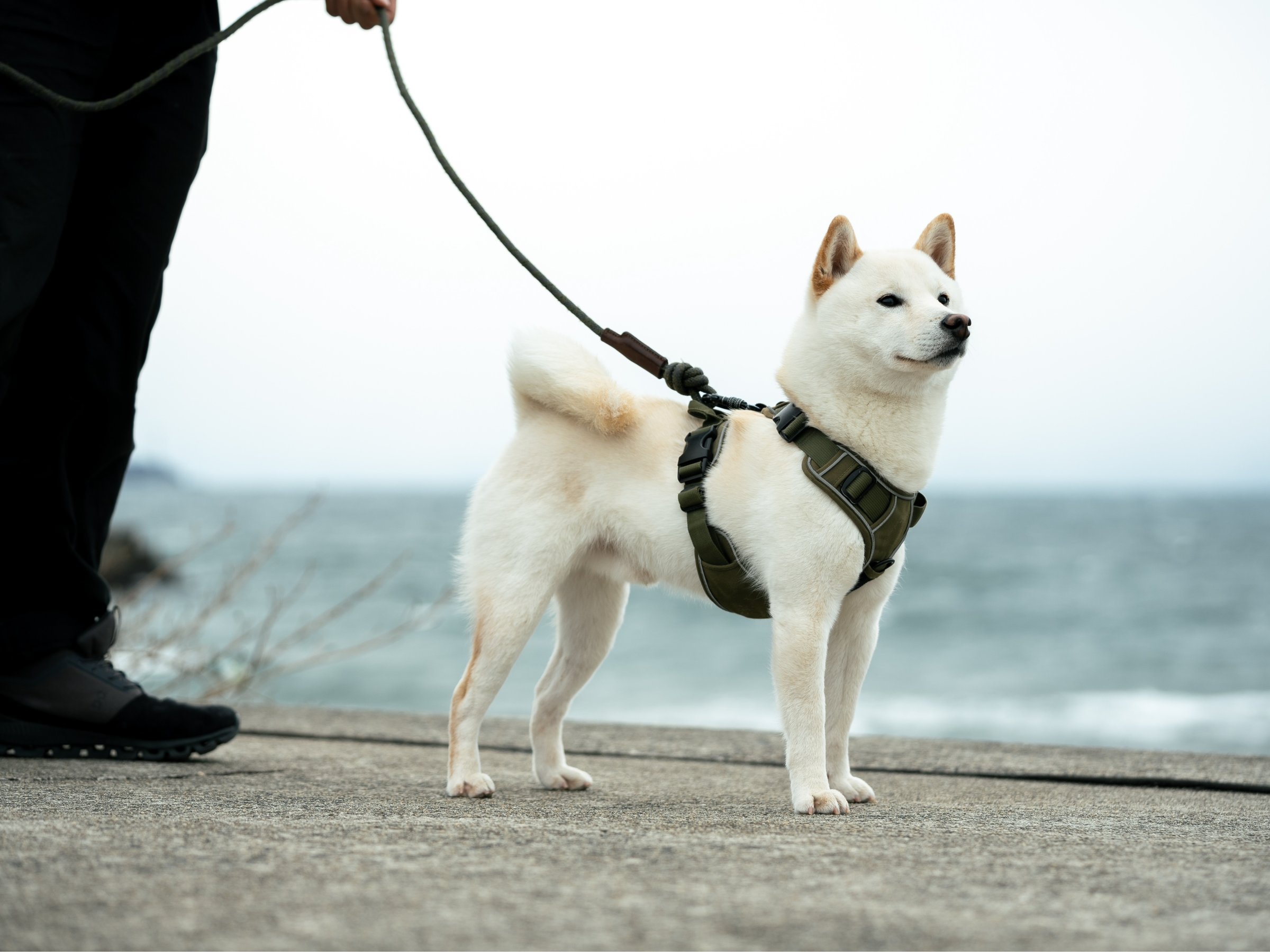 COTON���k��20�b�Œ�h�ցI