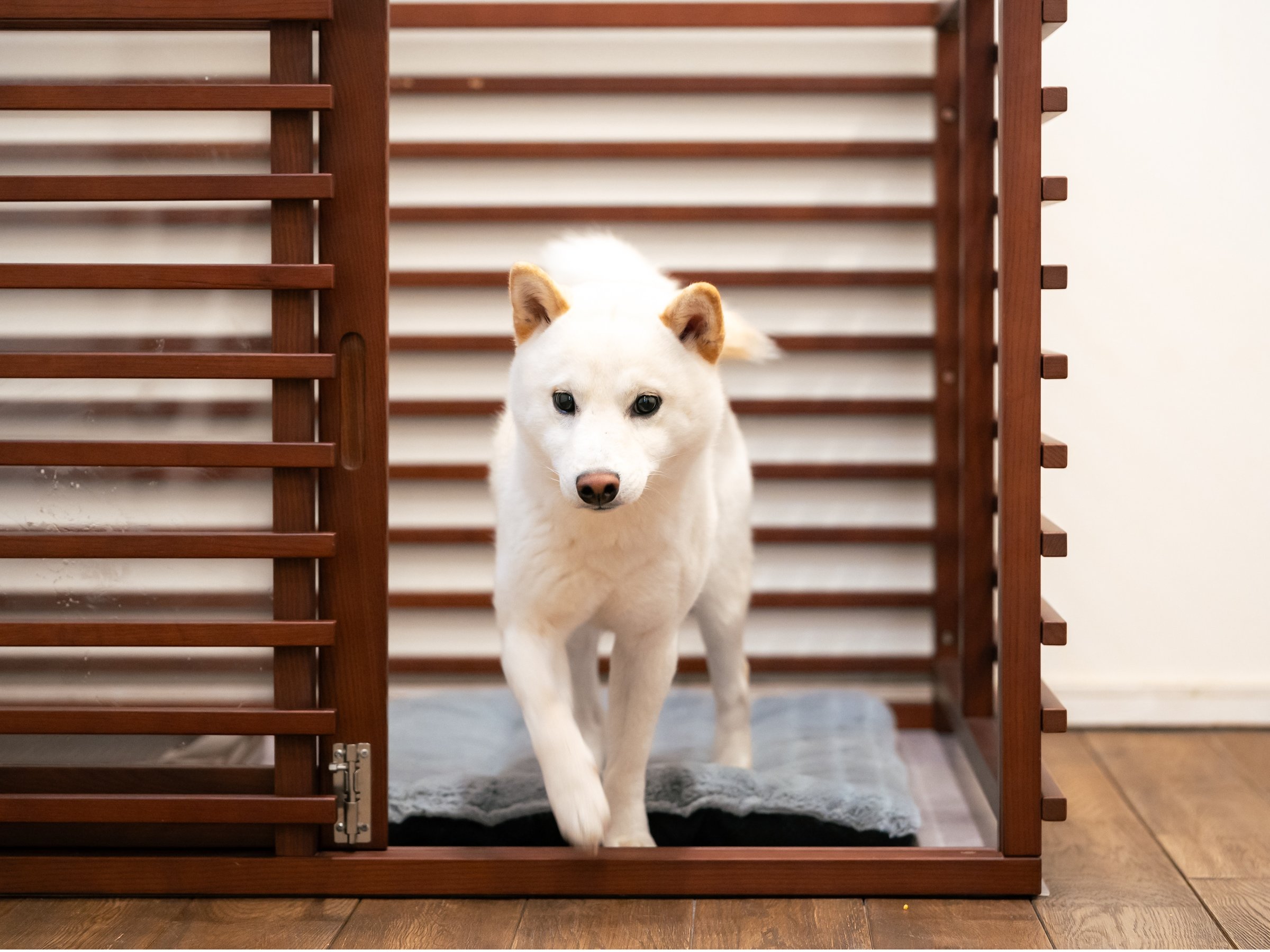 COTON101�@��񂿂������S�̃y�b�g�P�[�W