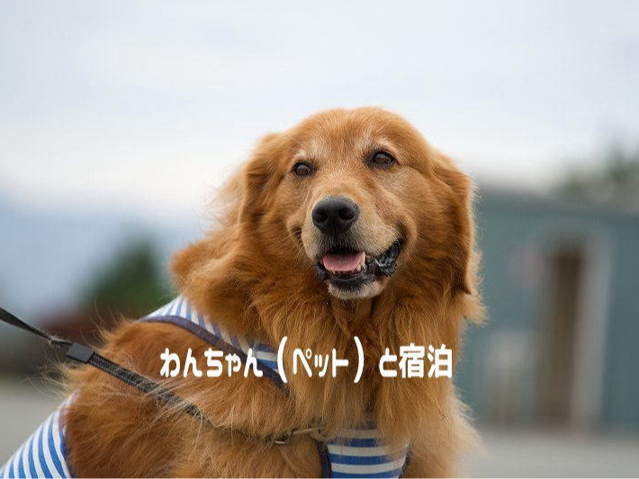 ��񂿂��P���Əh��