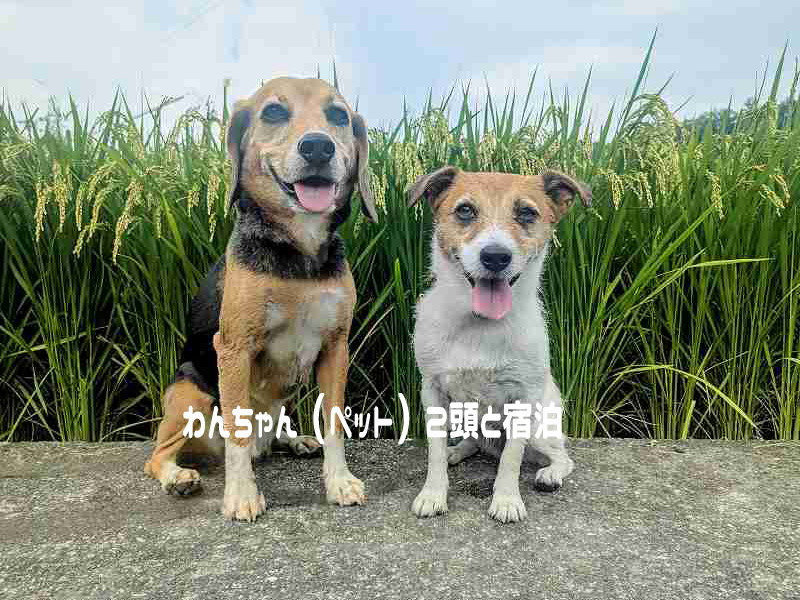 ��񂿂��Q���Əh��