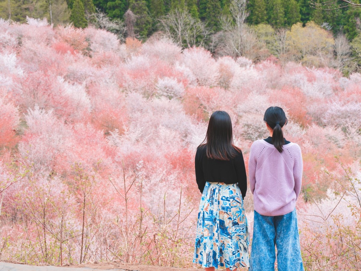 ���֒�����́A��3,000�{�̃I�I���}�U�N�����R����ʂ�W���s���N�F�ɐ��߂镟�������ł����w�̍��̖����B