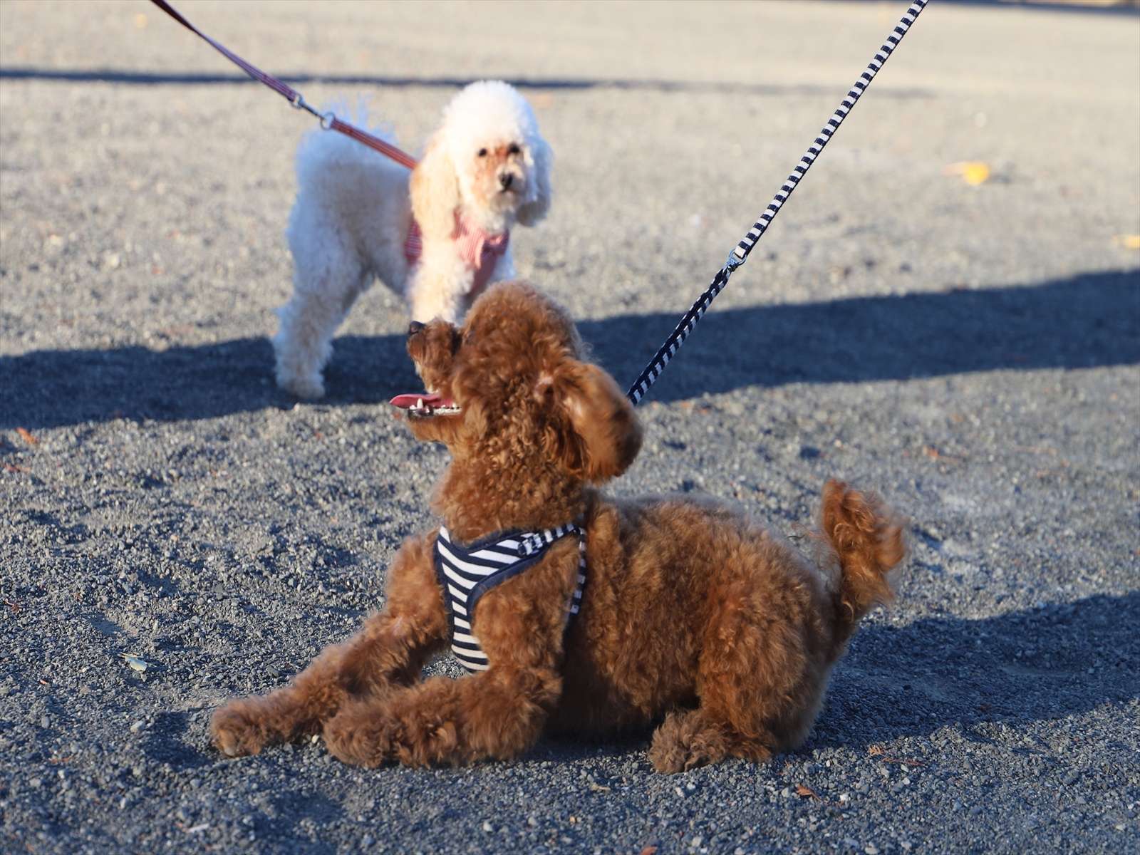 ����ƍN���������x�{��i�x�{������j�͈����̎U���ɂ҂�����̏ꏊ�ł��B