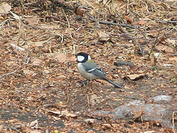 �a�����߂ā@���[�^���m���֗����@�쒹