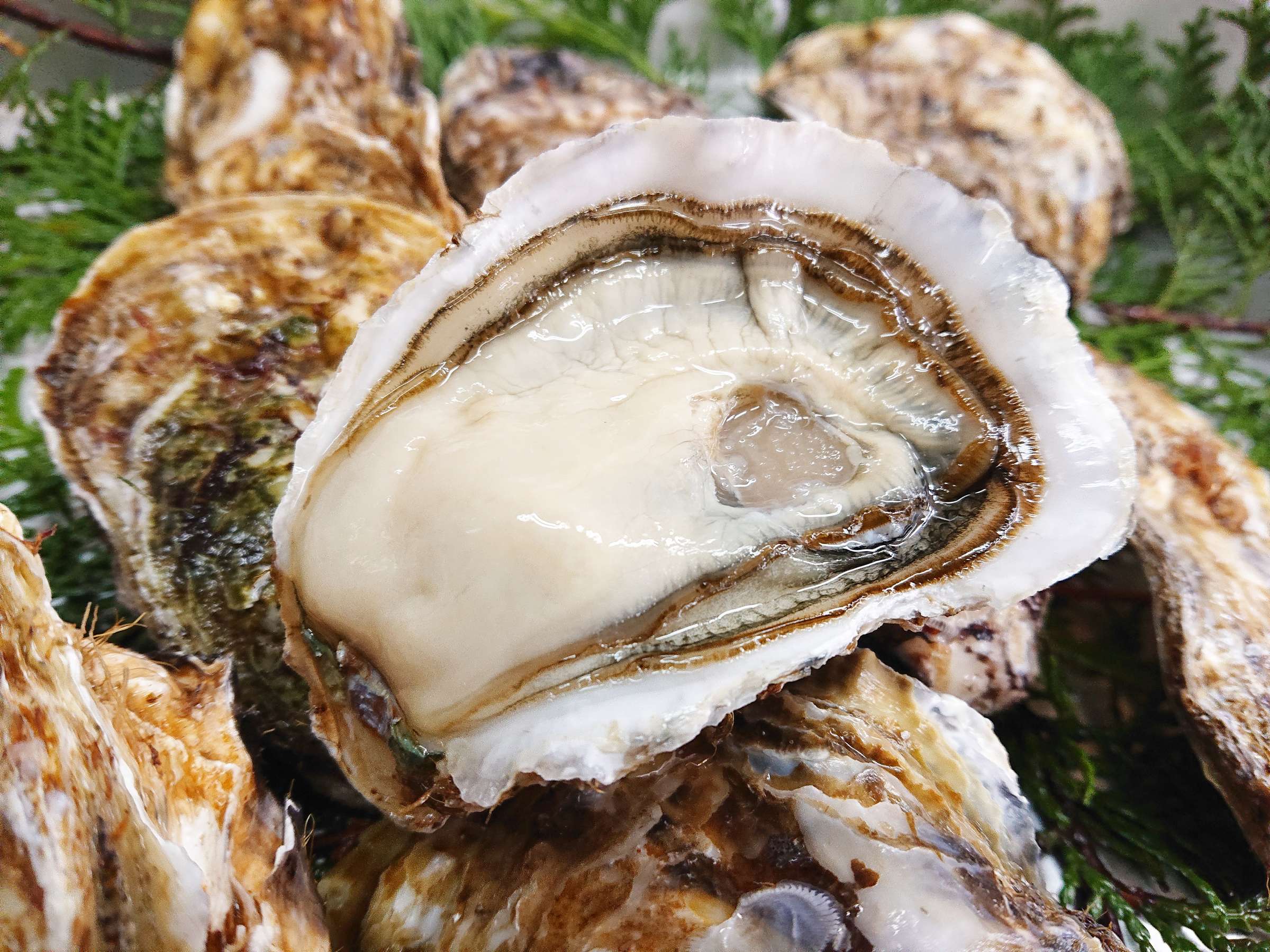 ���u�����ւ�u�����h���y�y�����܂��z�~�G����̏{���o�����͂�����񁙏Ă��Ă������Ă�OK��