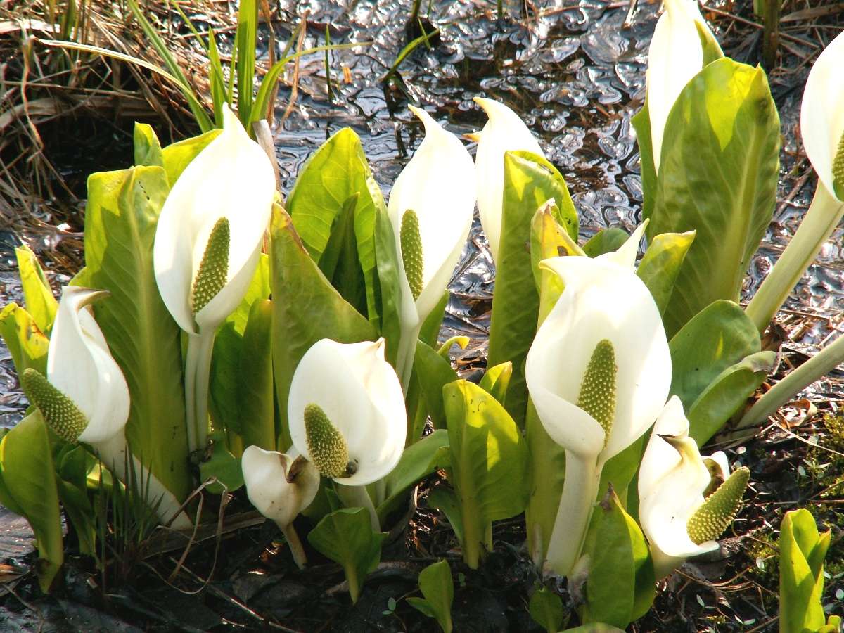 ���q���R���̐��m�Ԃ͂S�����{�`�T����{������