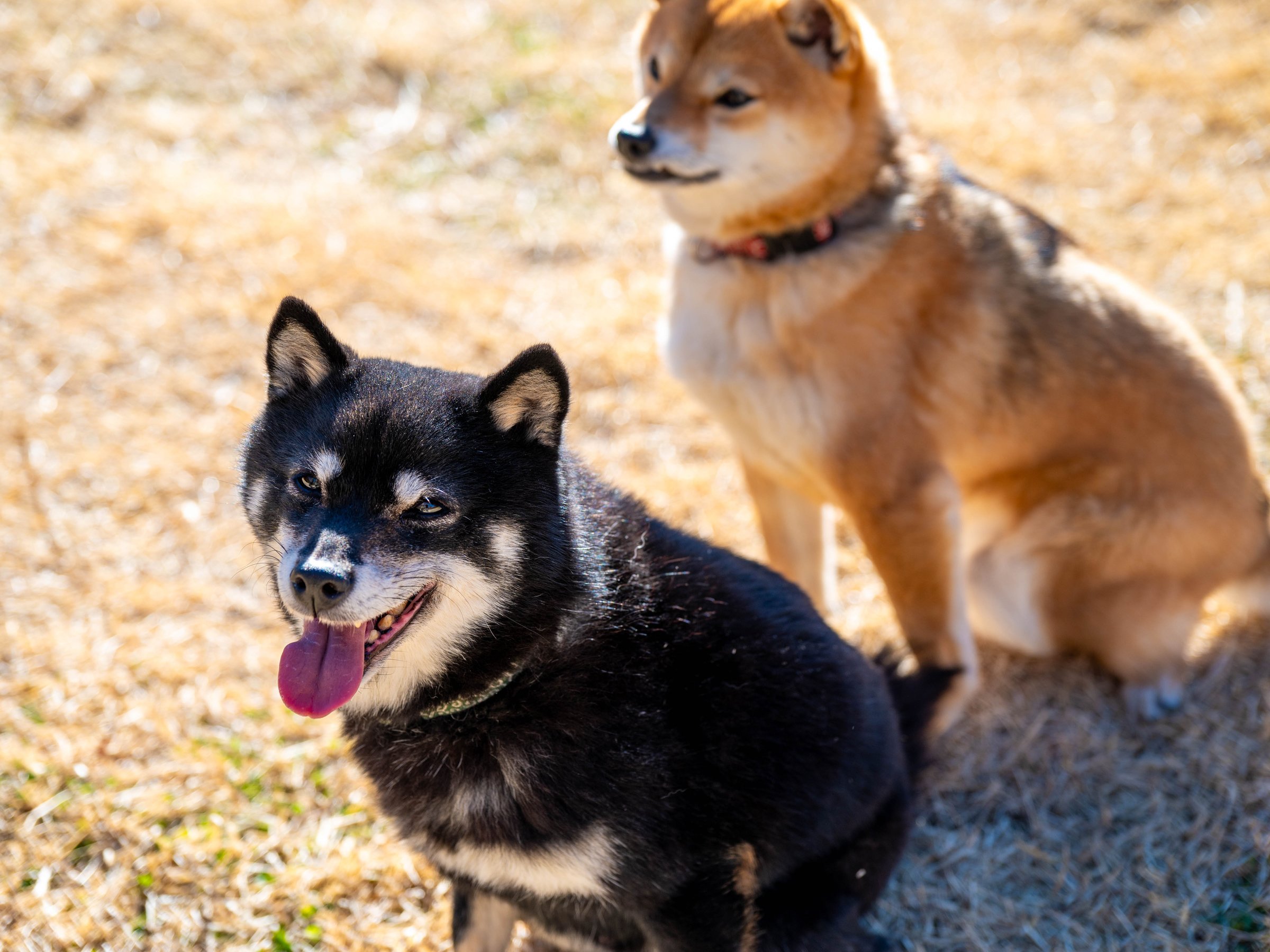 ���L�h�b�O�����i�C���[�W�j