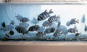 Ryokan Urashima Image 4, Fukui, Japan
