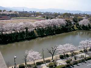 ホテルの前の舞鶴公園。春には桜が咲き誇り、多くの見物客が訪れます。