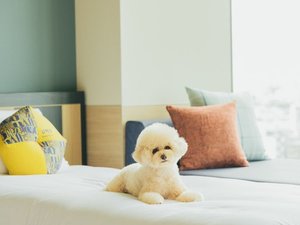 ドッグフレンドリールーム滞在イメージ。OMO5東京五反田は愛犬とのご宿泊も大歓迎です。