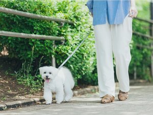 目黒川沿いを愛犬とお散歩