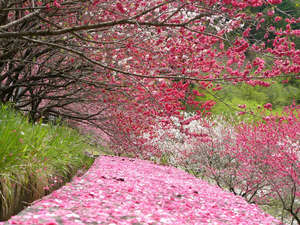 園原・月川温泉郷の花桃は赤・白・ピンクの3色の花を同時に付ける美しい花です。
