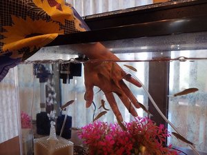 【ドクターフィッシュ】可愛いお魚たちが手をキレイにしてくれます♪