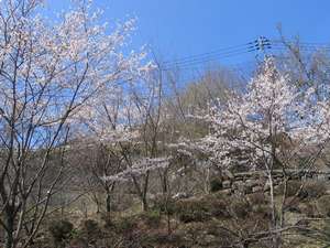 春ですね!桜の季節は見ものですよ〜